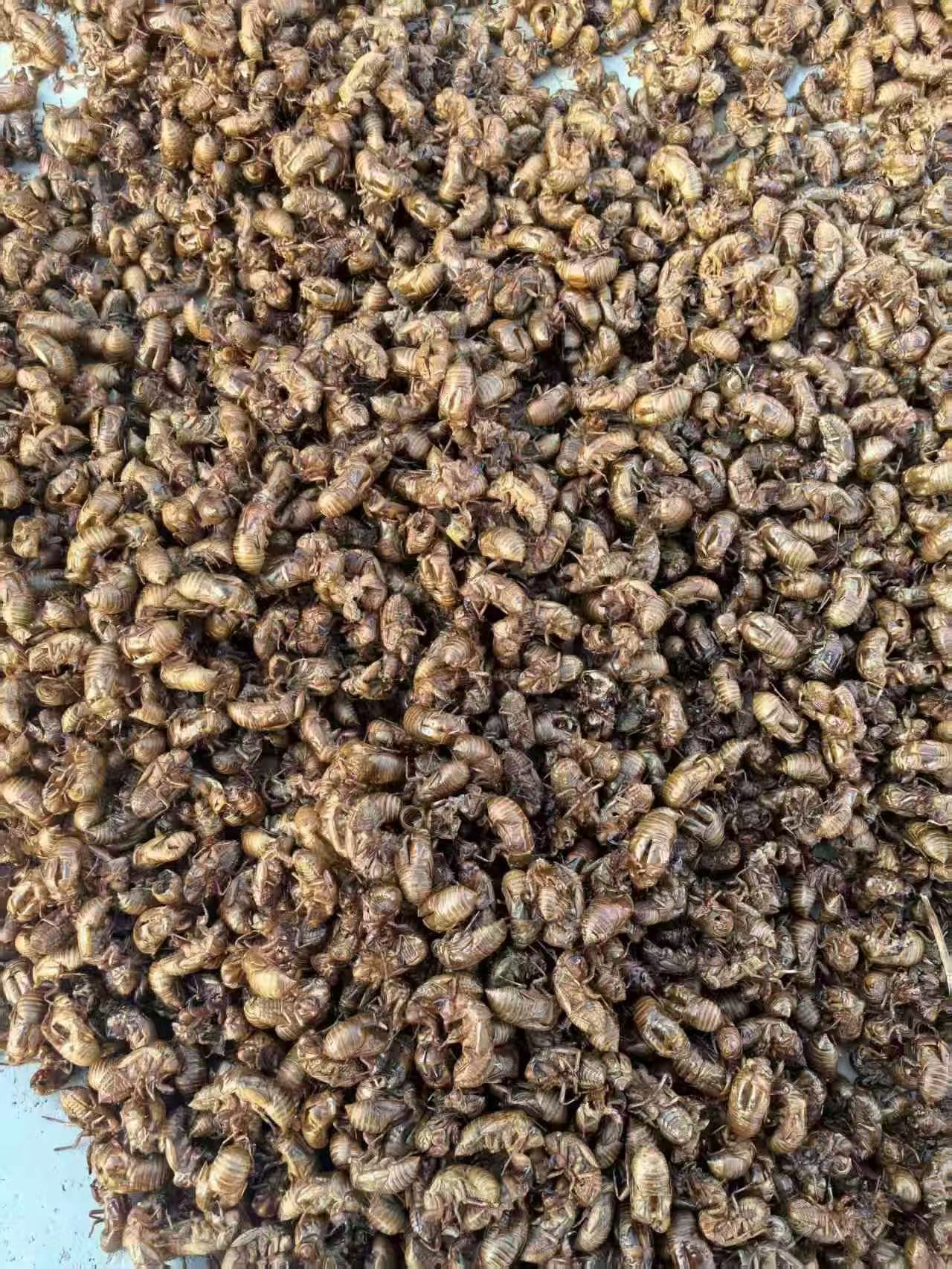 Cicada Slough Chan Tui 蝉蜕 Dried Whole Herb Water Washed Sulfur Free 500g quality and texture