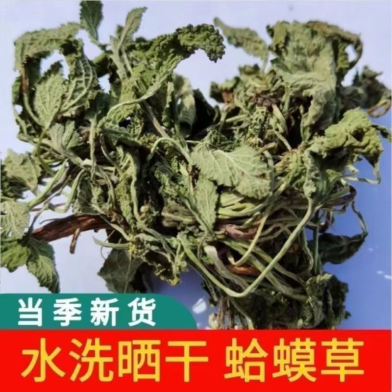 Dried Toad Herb Ha Ma Cao 蛤蟆草 Salvia plebeia Whole Herb 500g for Culinary Herbal Use in use