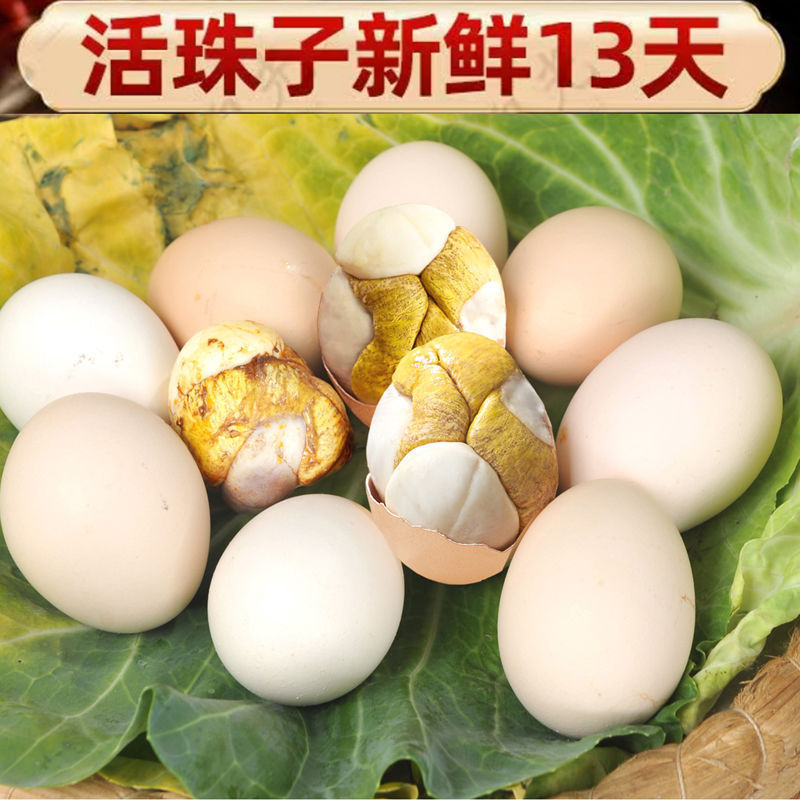 活珠子新鲜13天活珠子鸡胚蛋土鸡半喜蛋钢化蛋毛鸡蛋即食五香香辣|undefined