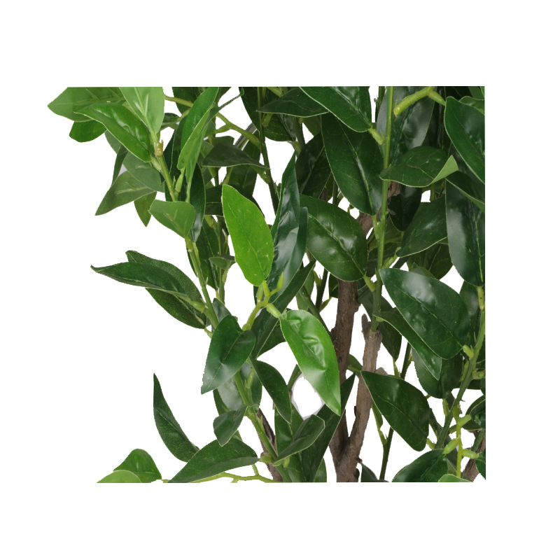 XRS-064 7#盆栽橄榄 (4).jpg