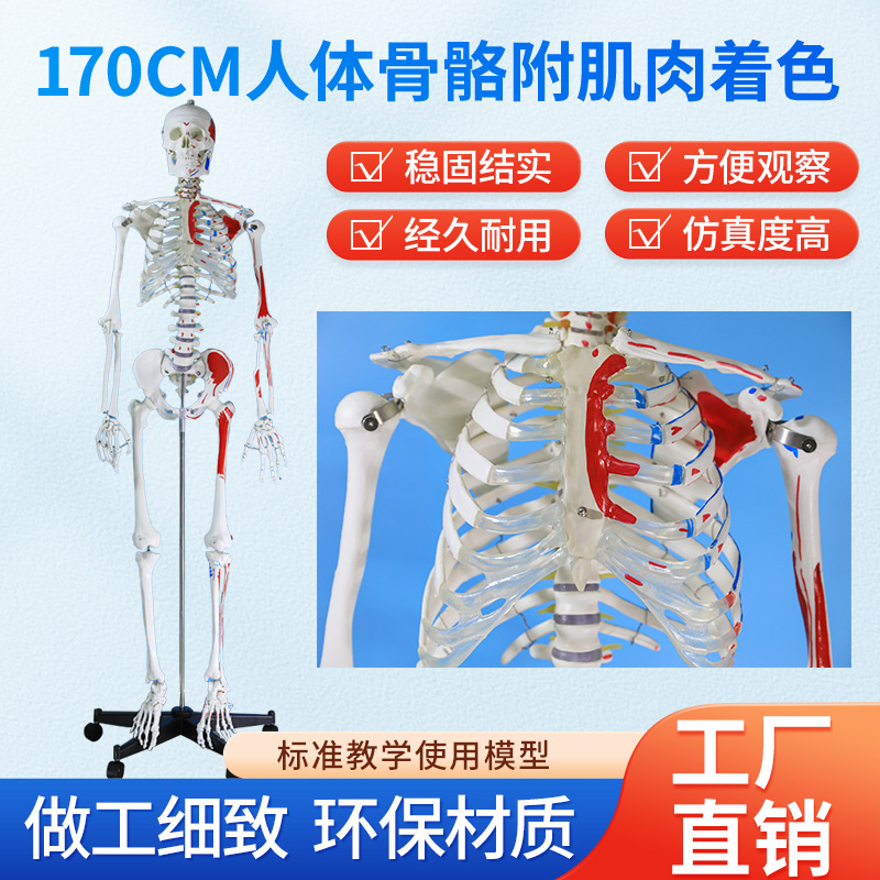 170CMҽѧȫ���������ģ�ͼ�����ɫ�����٤�ؽڿɲ�ж�ṹ�Ǽ�