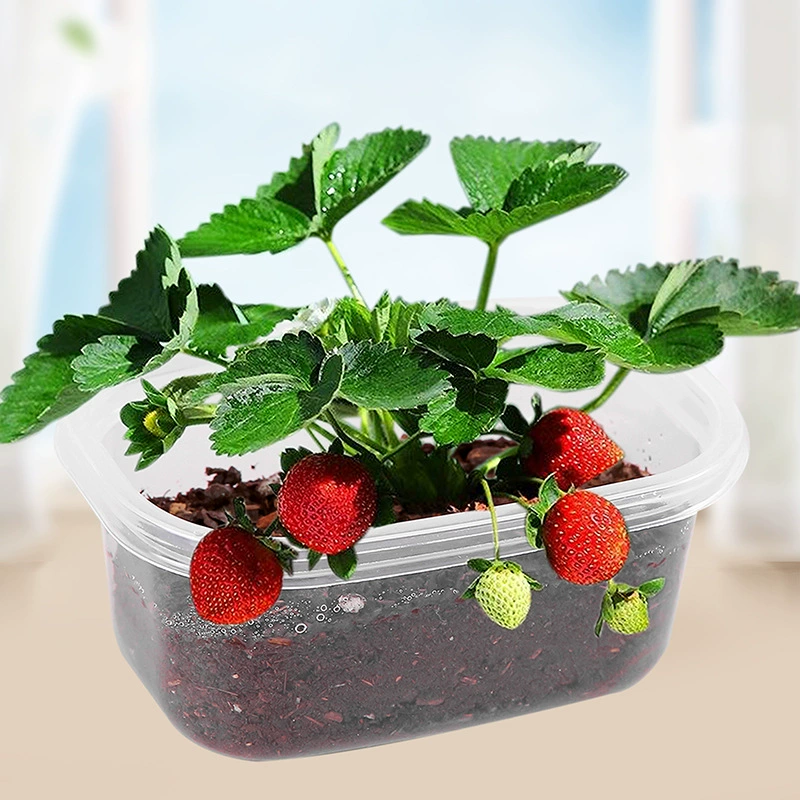 DIY растение в горшке скрытая коробка мини-горшок дом бонсай детский сад наблюдение прорастание подарок