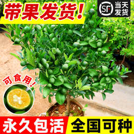 小青柠树苗海南青桔香水柠檬金桔盆栽室内外庭院阳台果树果苗四季