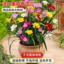 ��ѩ�m�N���ɫ�ذ껨�������ļ��_�����B��С�n�m�Gֲ�N��