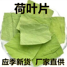 应季新货 新鲜荷叶片 花草茶500克/1斤散装 厂家直供 食用休闲茶
