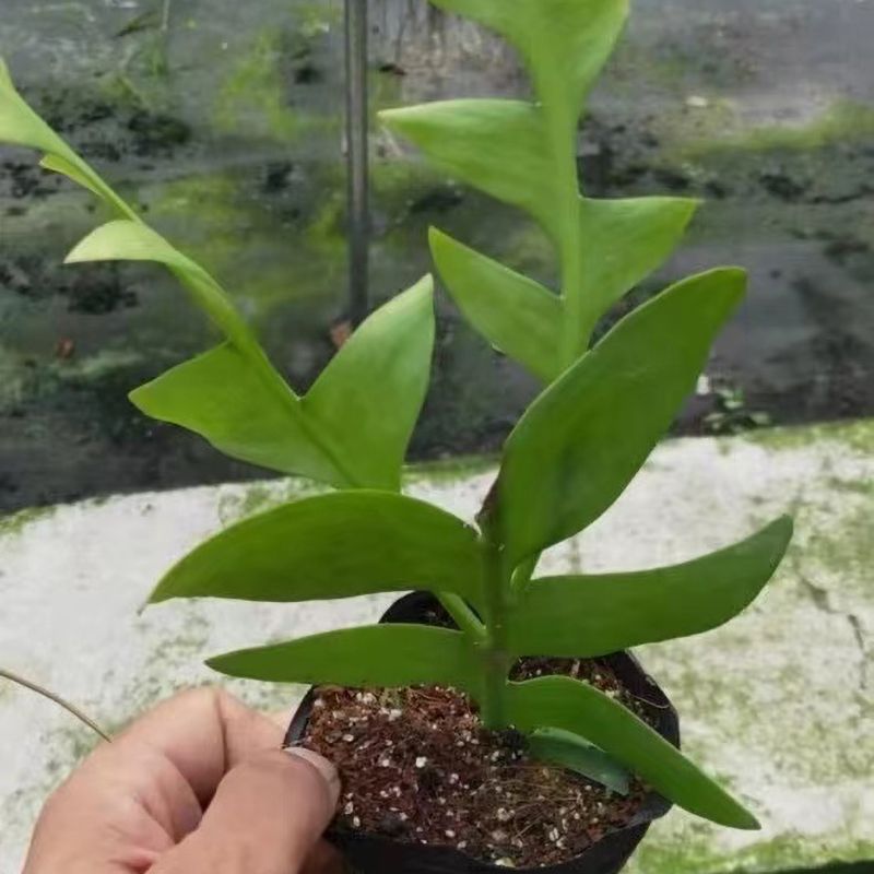 昆布孔雀昙花苗稀奇古怪趣味花卉绿植小盆栽丝苇属植物稀有品种