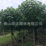 大量骨架黄槿黄槿