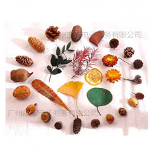 ɻ˱diyϰ׃@ֹƹɹɭϵƷ[