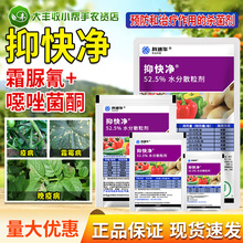 抑快净霜脲氰噁唑菌酮番茄黄瓜辣椒土豆霜霉病晚早疫病杀菌剂农药