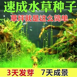 ˮ�ݷN�����㌦�~���~��ˮ�����˲�ƺ˯ɏ�N�ӽM���b����ˮ��