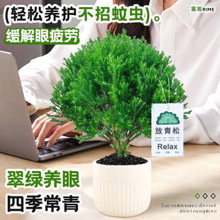 放青松绿植雾凇盆栽客厅办公室桌面小盆景净化空气四季常青易养活-阿里巴巴