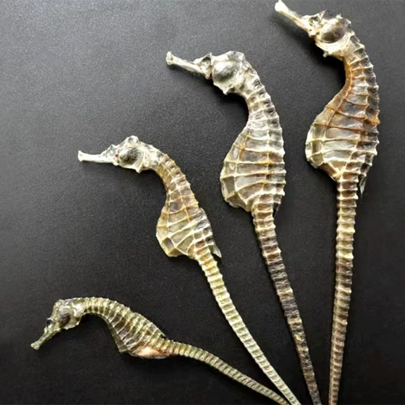 Источник рыбоводства из головы лошади, сушеная рыба из головы лошади, питательный и сохраняющий красоту суп, замоченный в вине, 2 пары самцов и самок.