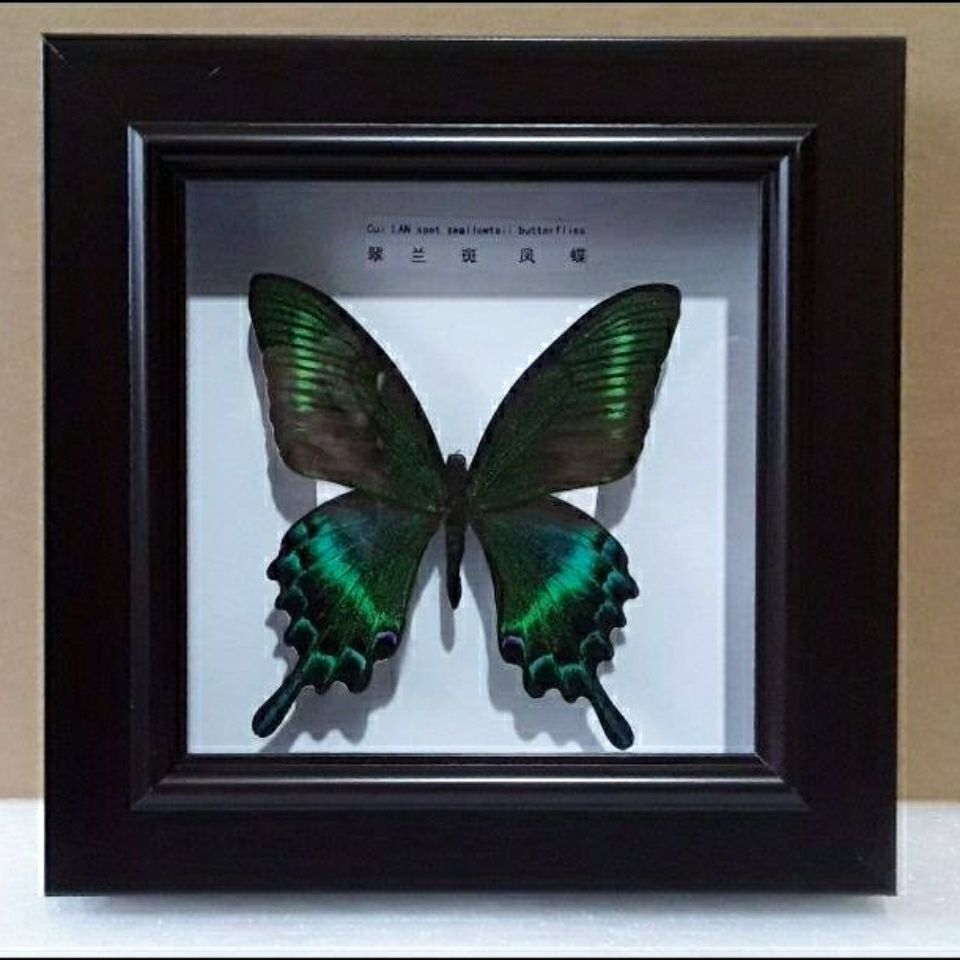 Butterfly specimens,Butterfly Crafts,Really Butterfly.Butterfly Photo Frame,A birthday present,Wall decorations