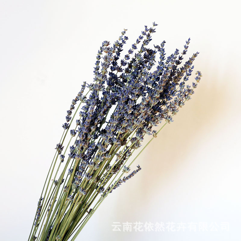 Flor seca Flor eterna Gypsophila Bola de oro No me olvides Flor seca Rosa hoja de eucalipto Pine Fruit Lover Grass al por mayor