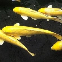 黄金锦鲤 日本锦鲤 黄金凤尾锦鲤 黑白黄三金锦鲤