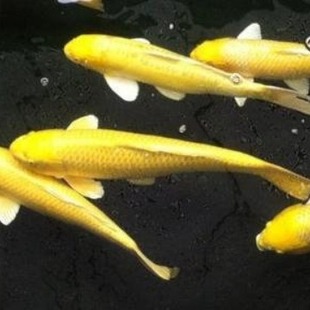 �S���\�� �ձ��\�� �S���Pβ�\�� �ڰ��S�����\��