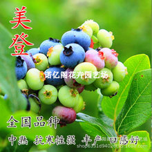 四季蓝莓苗美橙蓝莓树果树果苗南方北方耐寒丰产盆栽种植当年结果