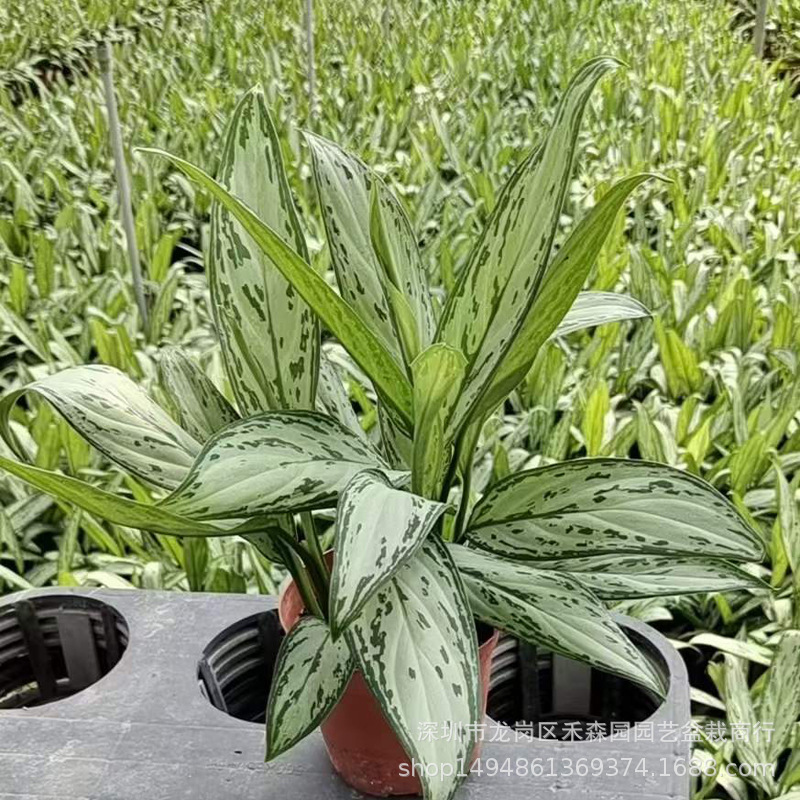 银皇后万年青盆栽彩叶大植物室内桌面四季常青花卉吸甲醛四季常青