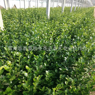 ���~�S�� ɽ�|���ݴ������������� �������� ���@С�^�G�����^��