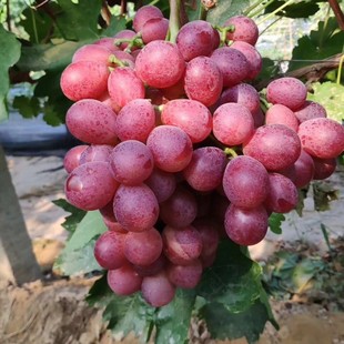 New Grape Seedlings Supplied Directly from the Base Shandong Grape Seedlings Are Suitable for Planting in the North and South