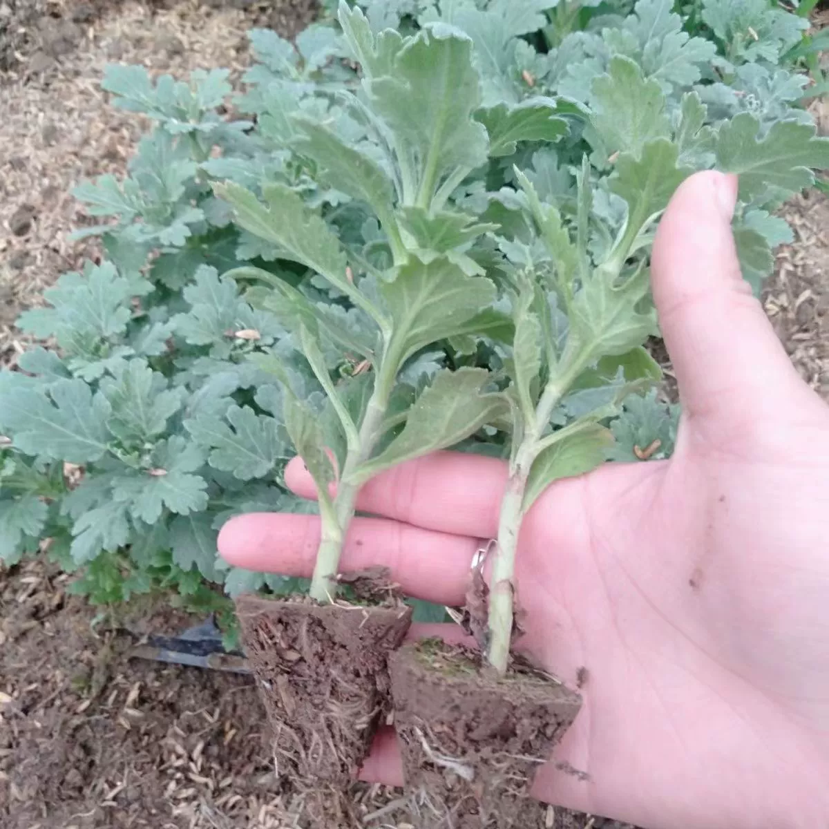 Большая рассада хризантемы цветет в течение четырех сезонов