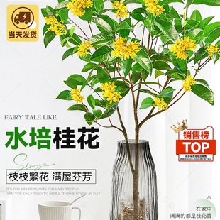 ˮ������Ԙ���ˮ�Bֲ���ļ����r�л��������҃Ȼ��ܺ��B�Gֲ