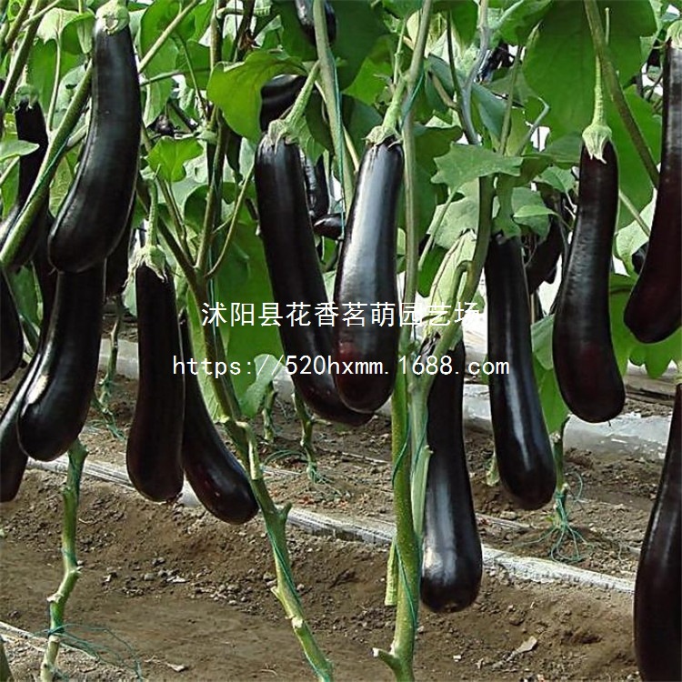 杭茄一号长茄种子茄子苗秧种孑线茄蔬菜种籽春季秋冬茄子种籽茄苗