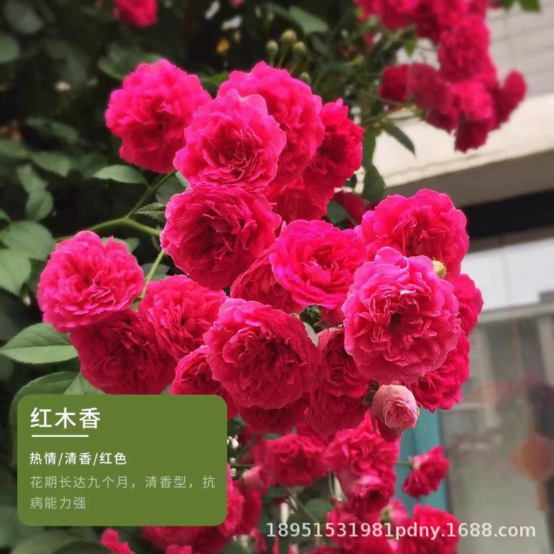 Желтое дерево, ароматные цветочные рассады, вьющиеся настенные растения, двор, морозостойкая виноградная лоза, роза в горшках, цветы, ароматные круглый год, белое и красное дерево, ароматное