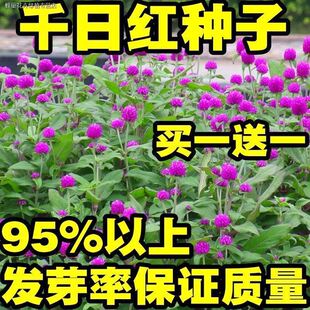 百日紅種子圖片 海量高清百日紅種子圖片大全 阿里巴巴