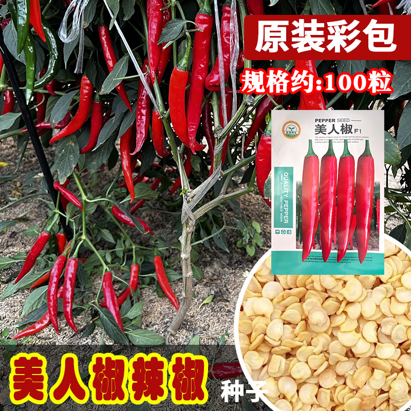 乐农美人椒辣椒种子 香辣干鲜两吃二金条线椒青椒籽 菜园农家四季