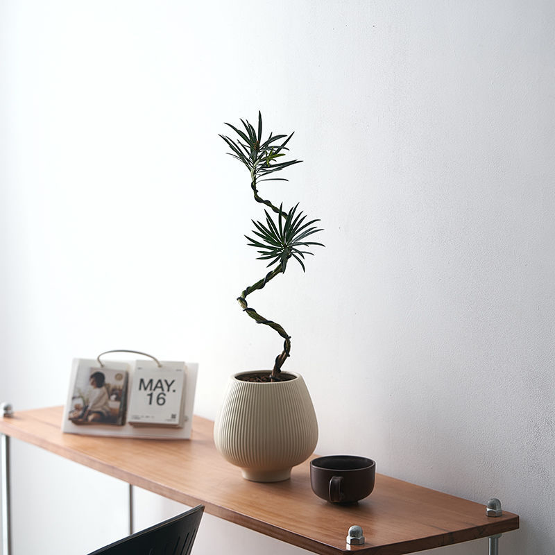 Plántulas de pino Podocarpus de estilo nórdico, forma de pino de bienvenida, planta verde de escritorio, sala de estar interior, planta de paisajismo, planta en maceta que absorbe formaldehído image 3