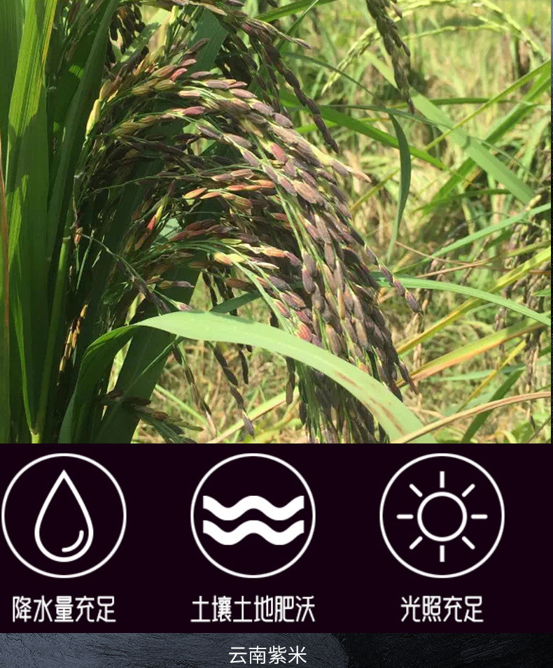 Yunnan Terrace Purple Rice Old Variety Fresh Crop Glutinous Purple Rice Whole Grain 500g Bag in use
