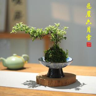 Craggy June Snow Small Potted Moss Ball Bonsai Study Tea Room Zen Green Plant Living Room Plant Green Plant Bonsai