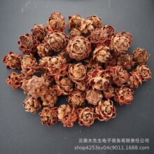 ľɏ�����滨�ɻ���Ȼֲ������˱����diy�ҾӔ[�O�b����յ���