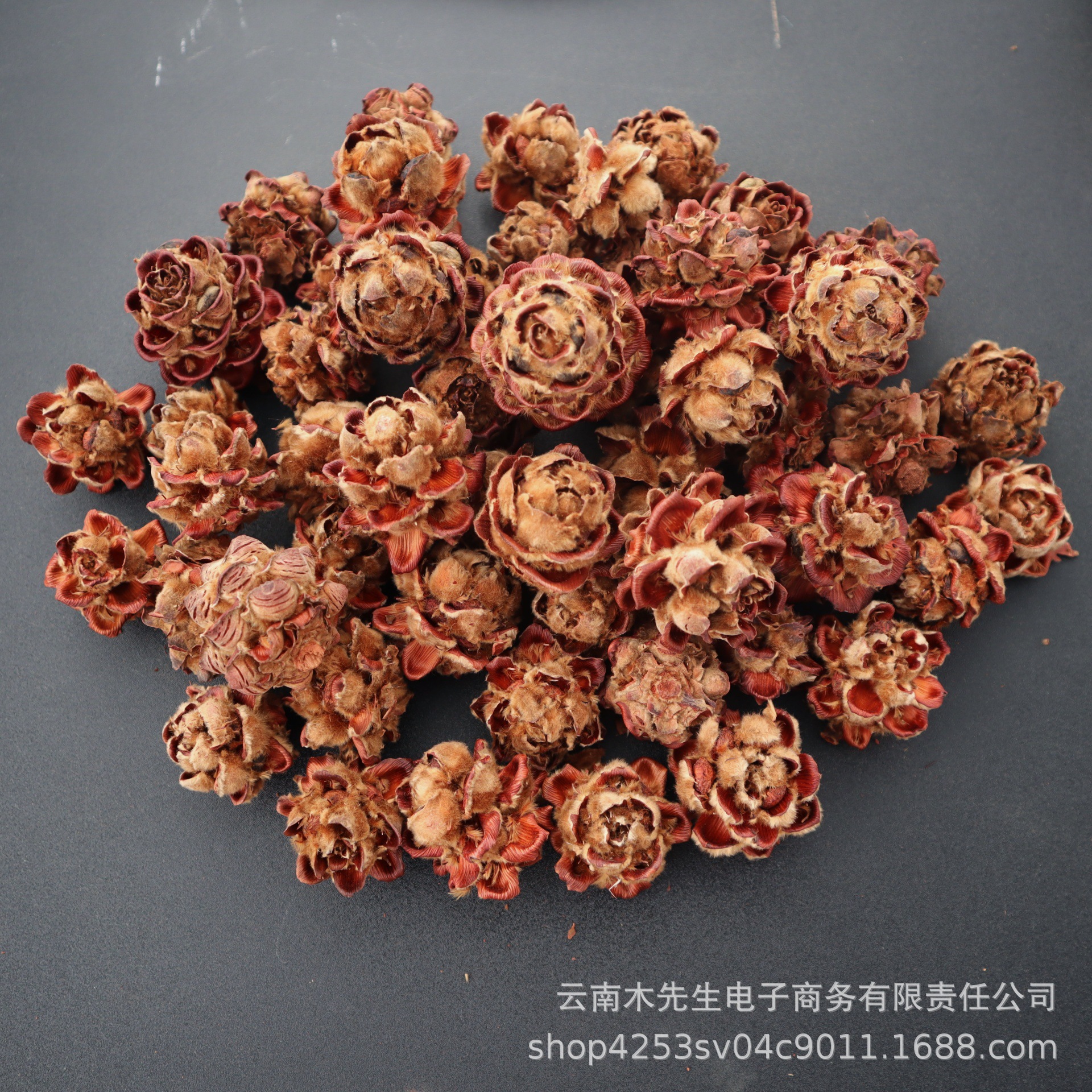 Magnolia] Real flower dried flower natural plant fruit specimen…