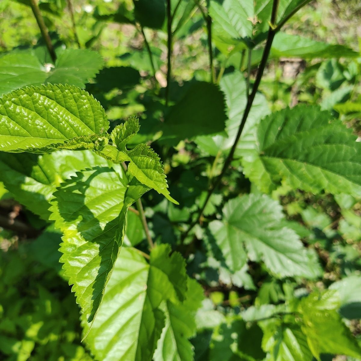 野外桑枝 桑叶 桑树枝 桑白皮 中药材桑葚子 蚕桑木 生鲜枝叶-阿里巴巴