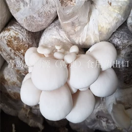 菌菇种苗;其他农业