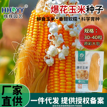 爆花玉米球形高产抗病早熟爆裂玉米种子庭院大田种植玉米种子