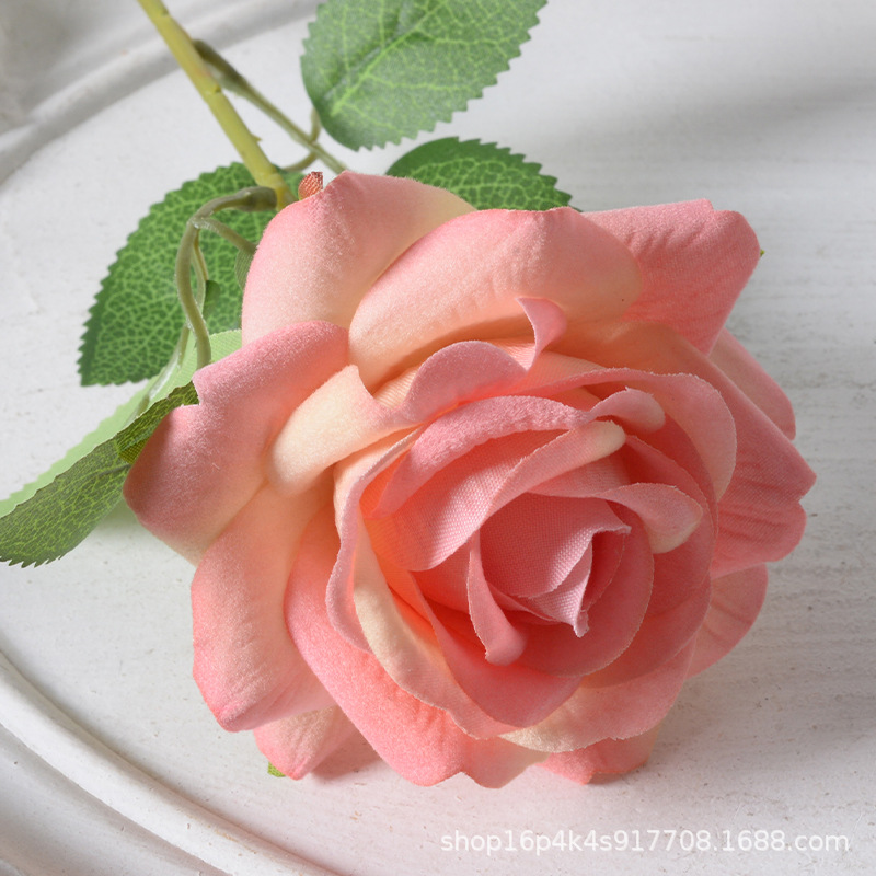 Aisha rosa champán en polvo