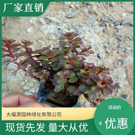 其他园林植物;水生植物;灌木