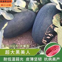 黑美人西瓜种子大全皮薄懒汉冰糖西瓜种籽孑原装种子大全批发代发