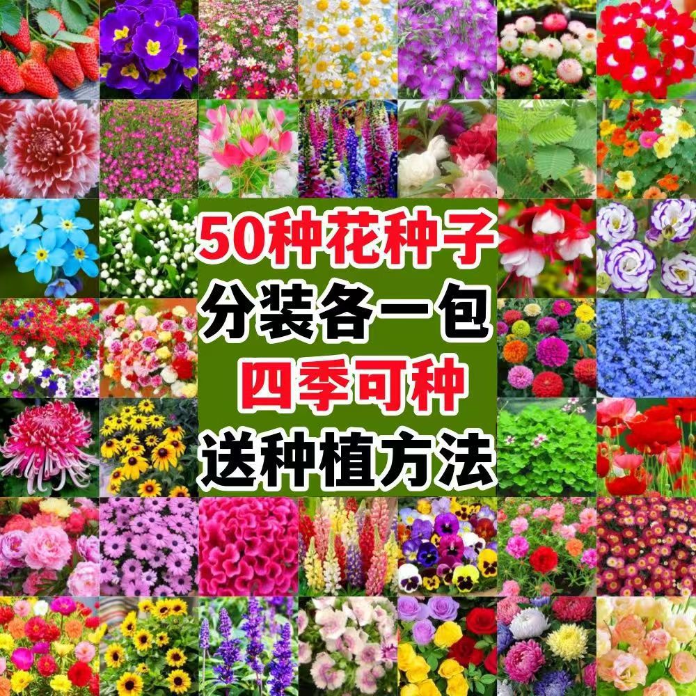 跨境爆款四季通用花籽花卉种子家用园艺种子高发芽小包装60种子