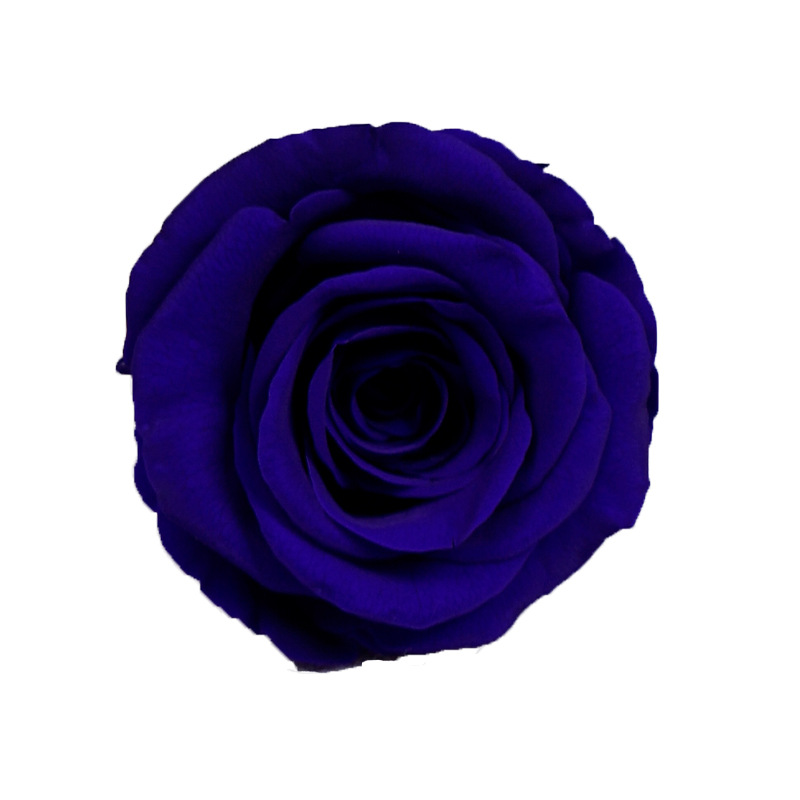 Impresionante púrpura