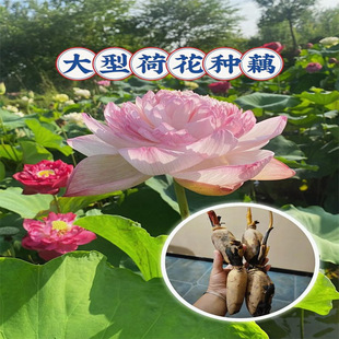 �����^�p�ɻ��Nź����˯ɏ���Ժɻ�ˮ�B��ɏ�����ļ�����ˮ��ֲ��