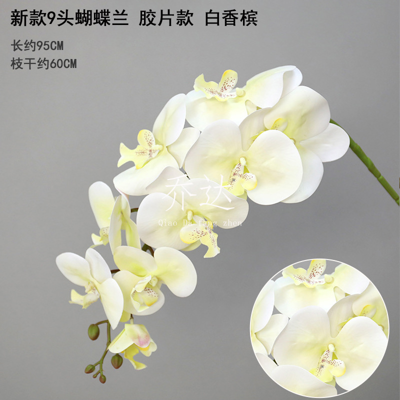 9 films phalaenopsis white champagne