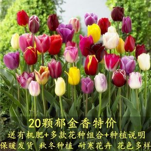 ���؃r��������������ܡ�ˮ������N��ͥԺ�҃��⻨�ͺ��ﶬ�Nֲ