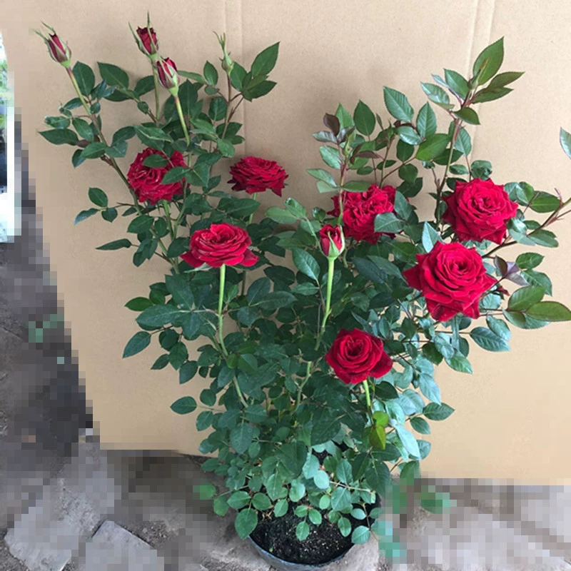 Китайская Роза рассада большой цветок аромат двор балкон Лиана цветок Роза в горшке альпинистская Роза четыре сезонных цветения