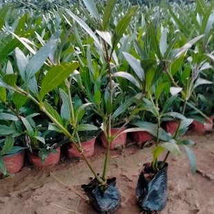 Cleve Lily Flower Potted Orchid Grass Planting Seedlings Bloom Continuously during the Flowering Season Scenic Area Flower Belt Landscaping Project
