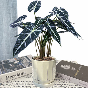 Little Fairy Arrowroot, Calla Lily, Black Leaf Guanyin Lotus Flower Potted Plant, Indoor Flower Desktop, Purifies Air and Absorbs Formaldehyde