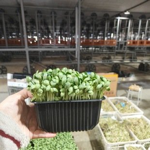 Pet Packaging Box Plastic Box Transparent Tray Plastic Food Pet Plastic Crisper Fruit and Vegetable Fresh Tray